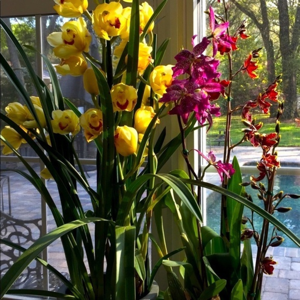 Meet your Posher 🌺 Lynn 🌺